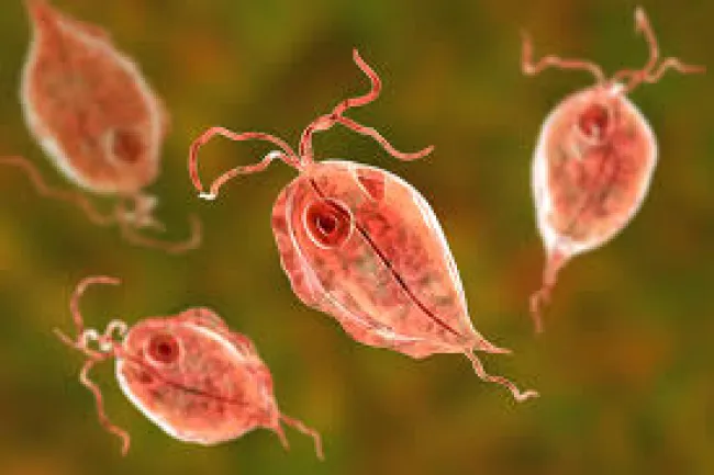 Trichomonas vaginalis
