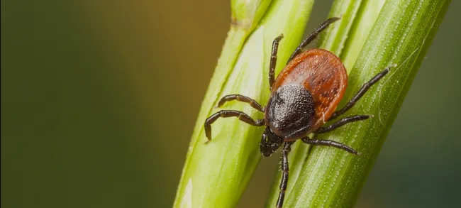 Boala Lyme și diagnosticul de laborator