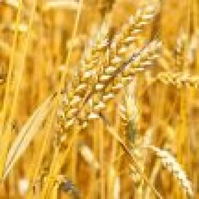 Informații utile despre 'Anticorpi anti-endomisium IgA'