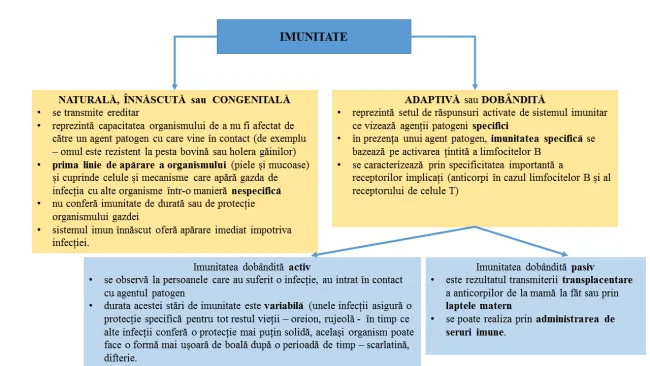 Imunitatea și COVID-19